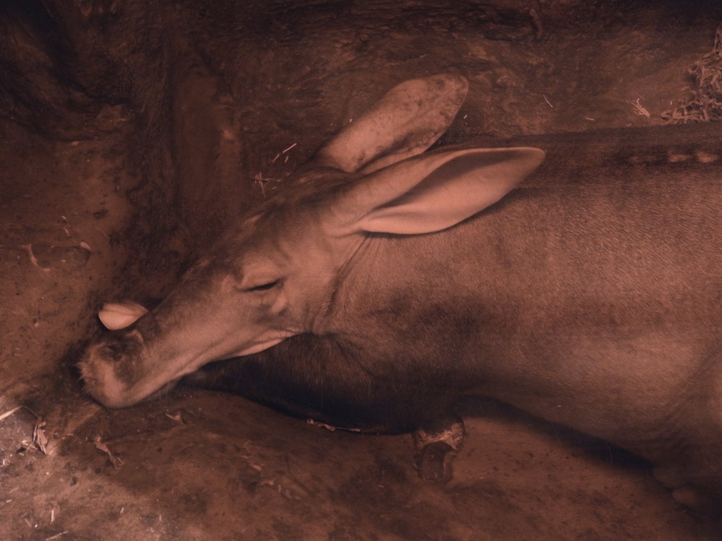 Aardvark