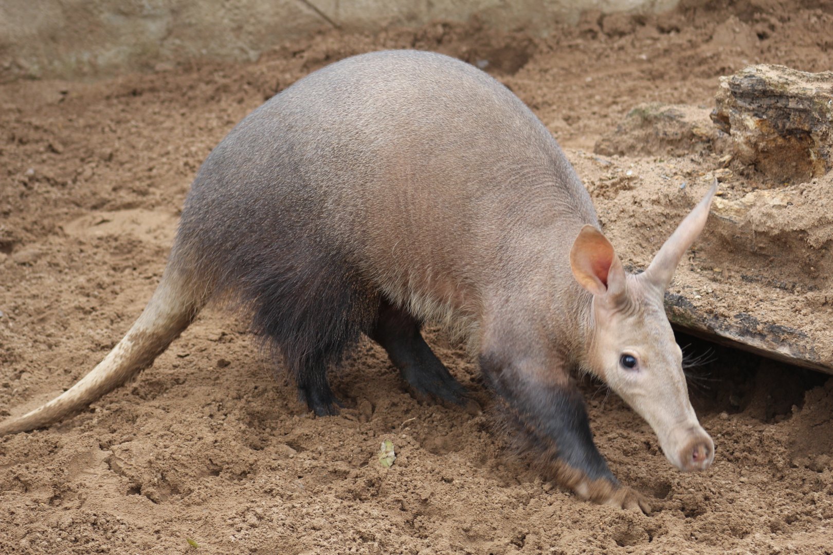 Aardvark