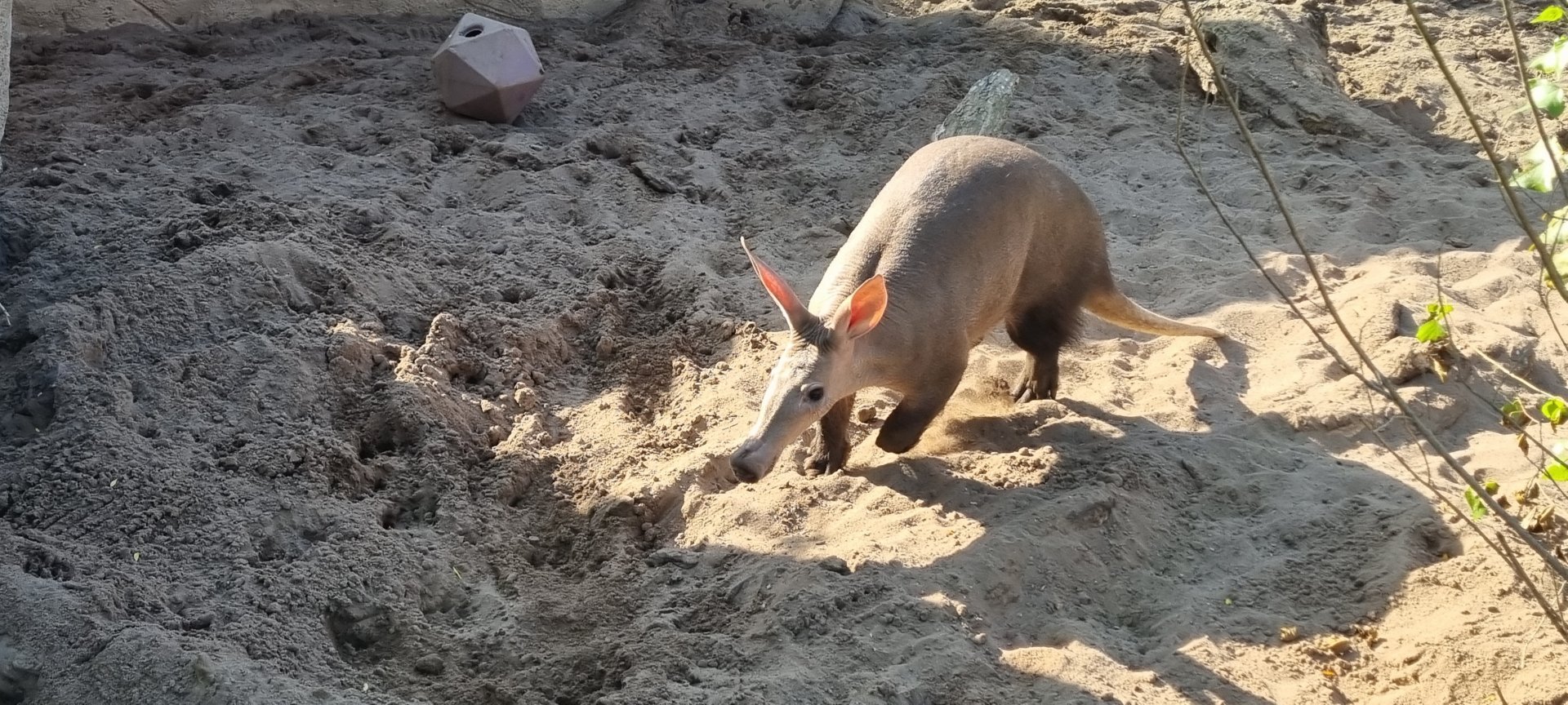 Aardvark