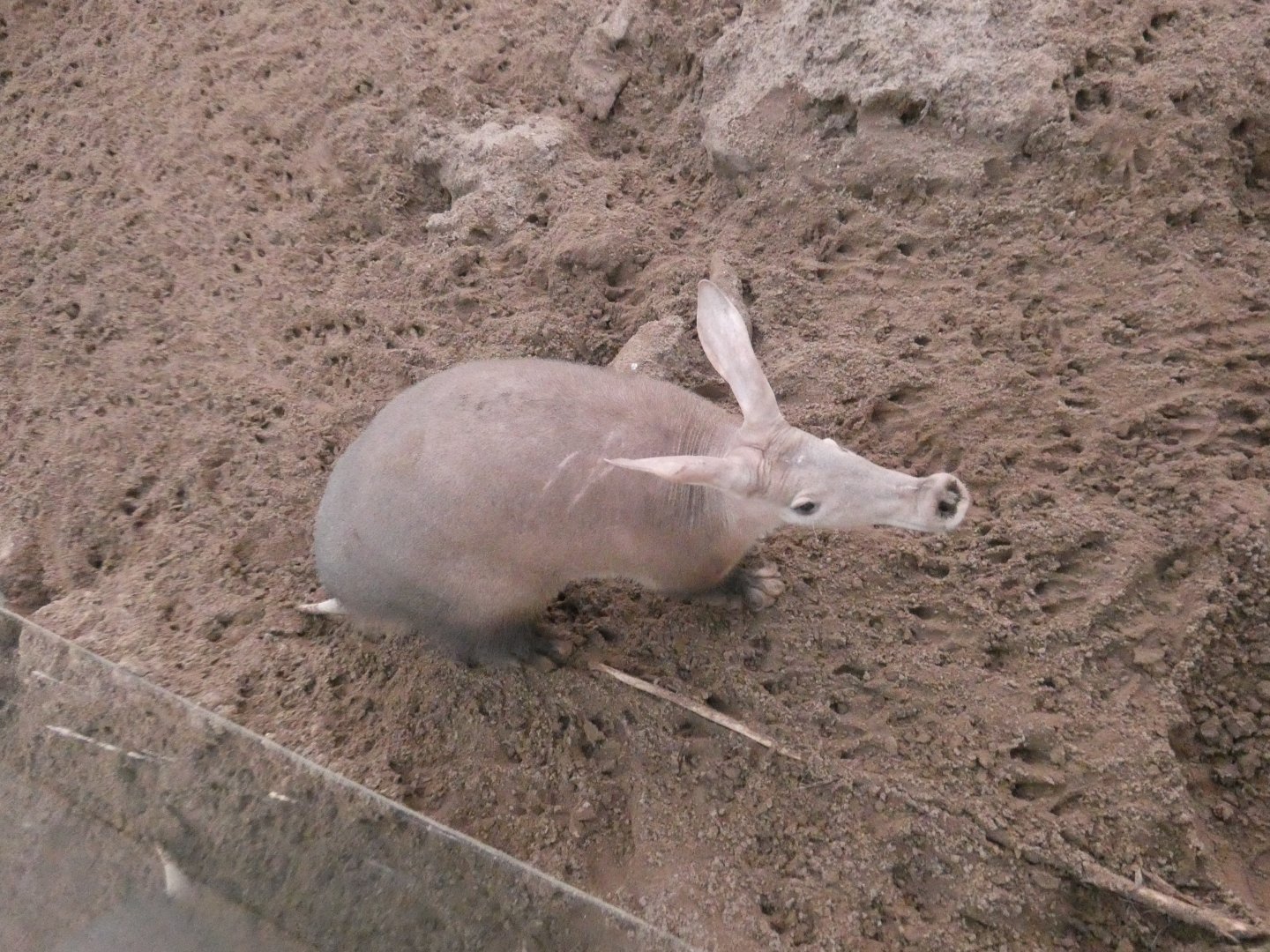 Aardvark