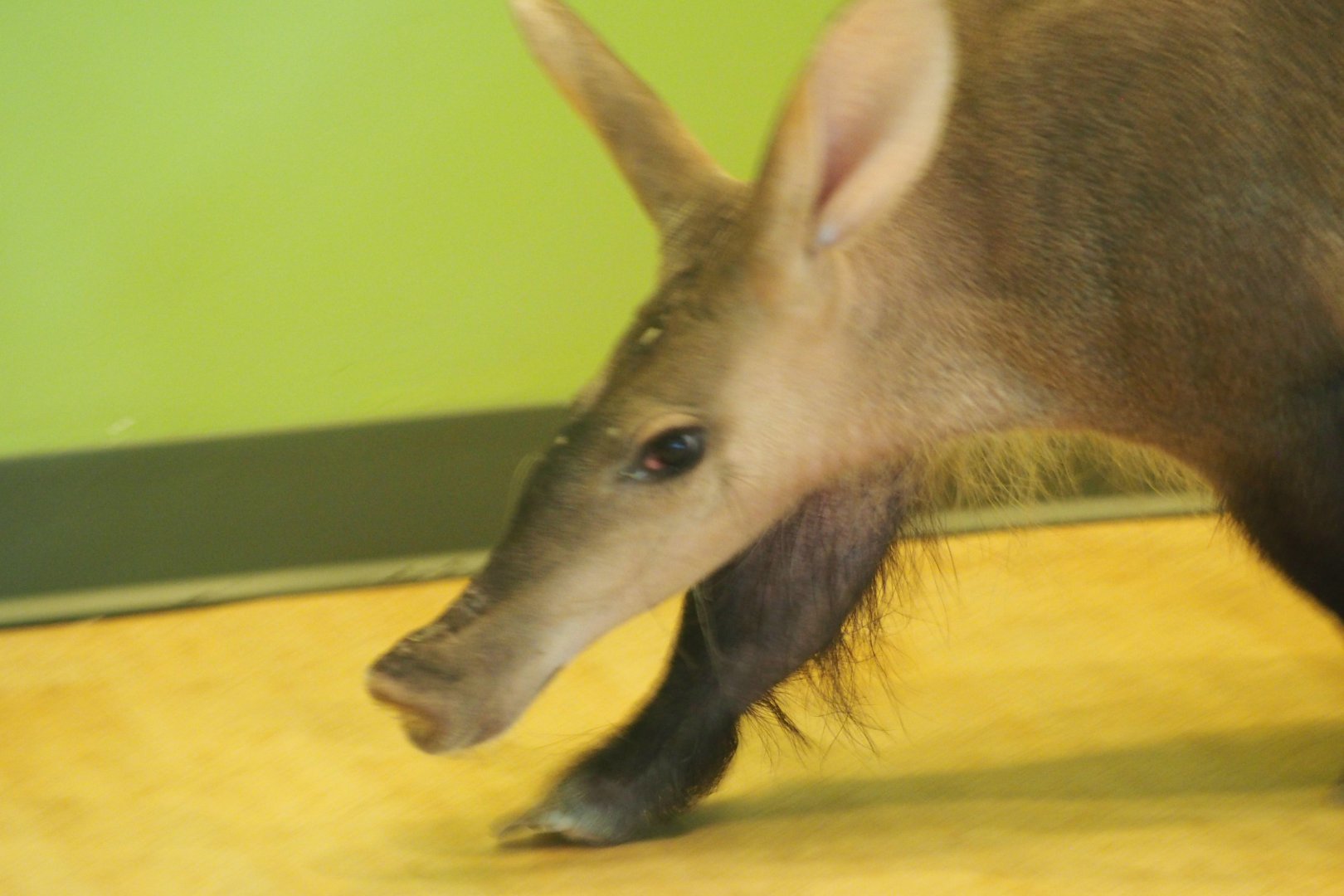 Aardvark