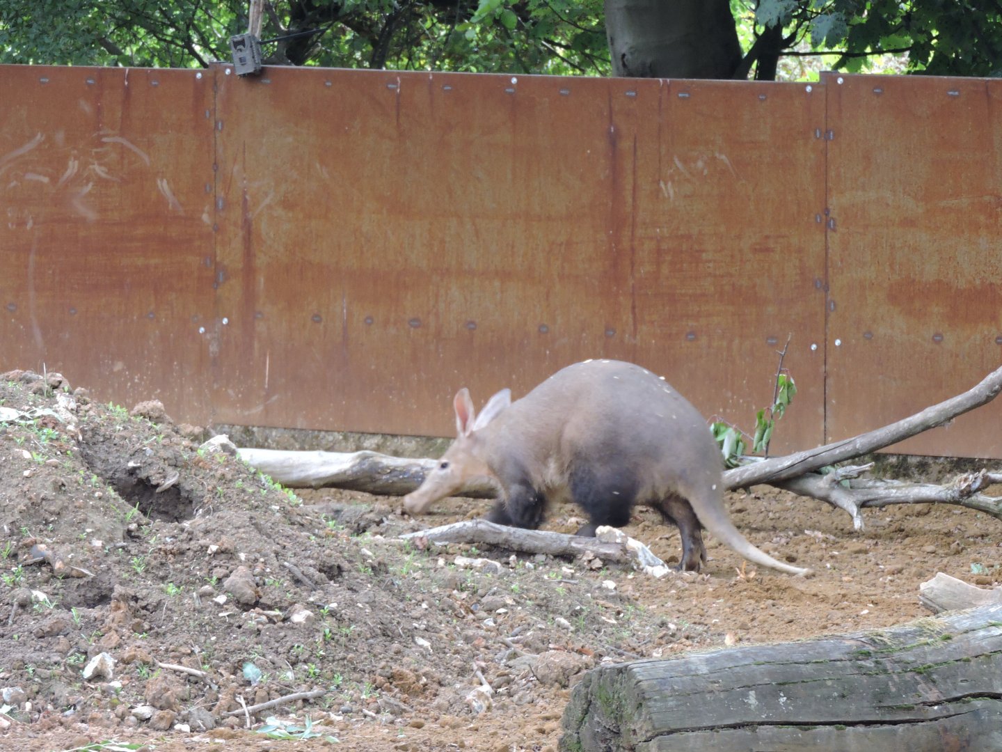 Aardvark