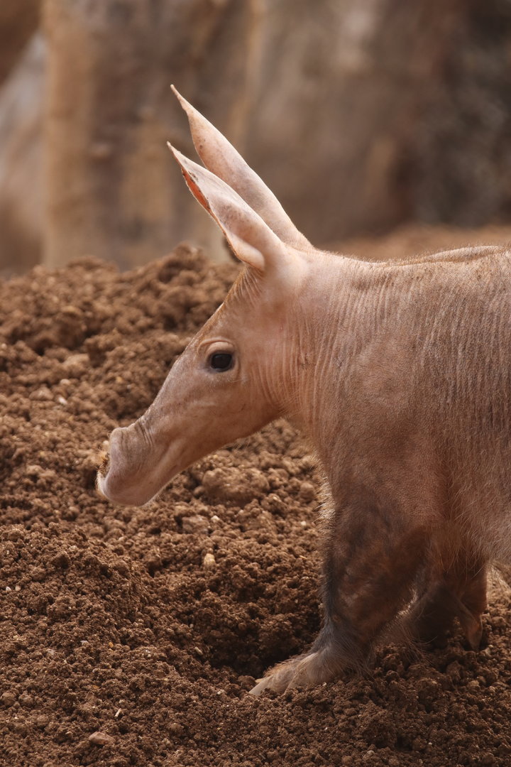 Aardvark