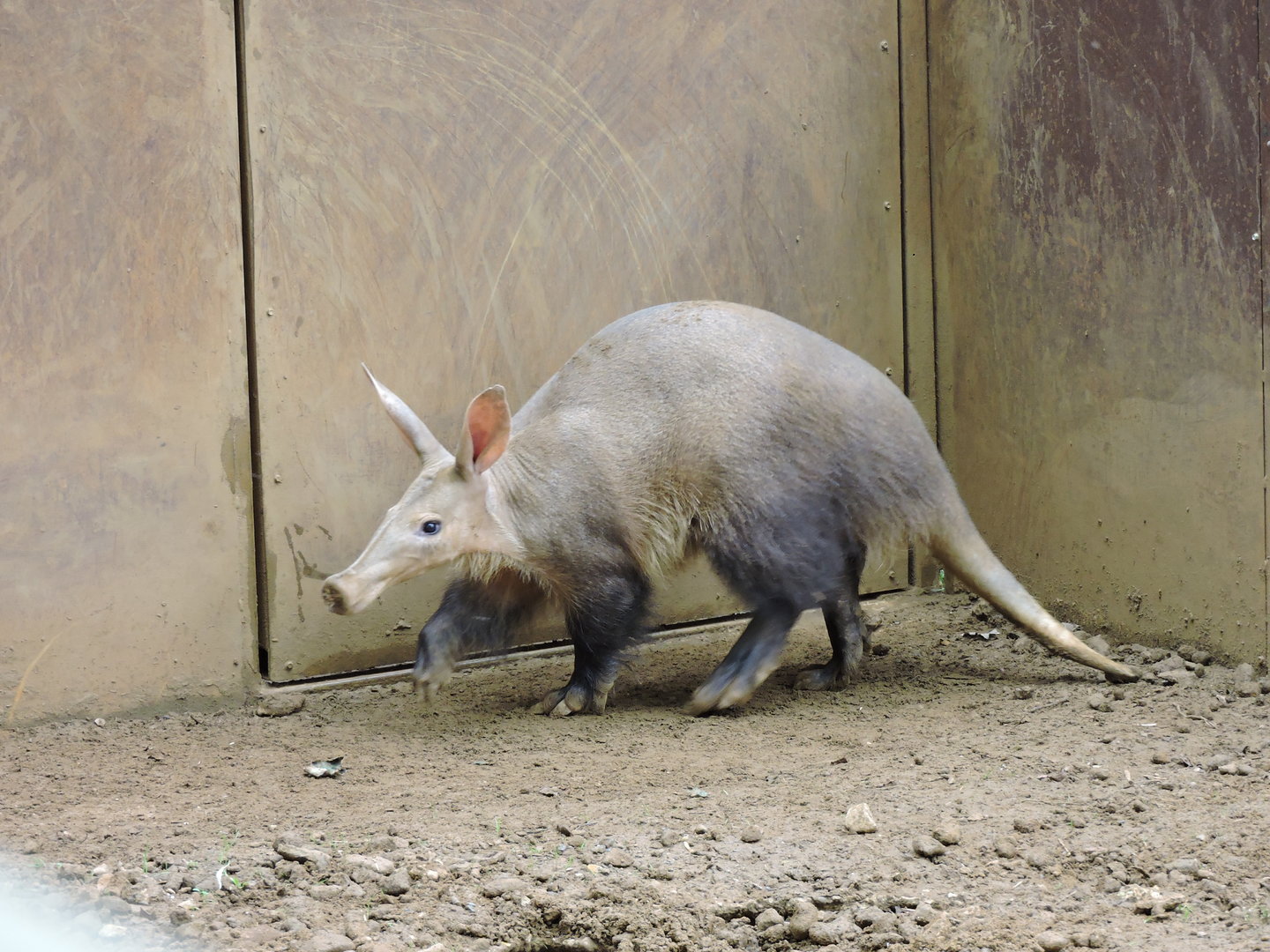 Aardvark