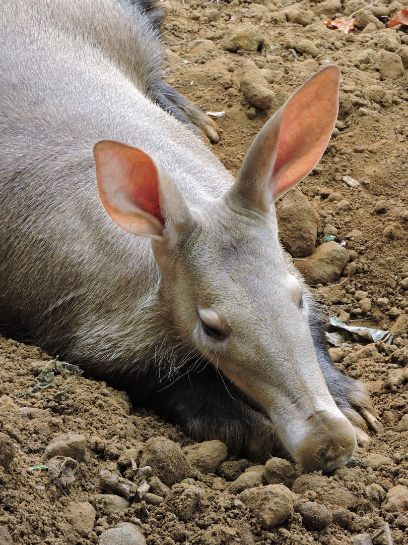 Aardvark