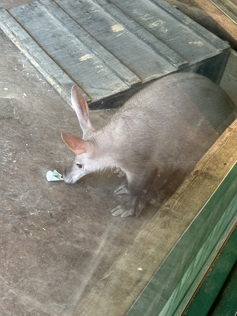 Aardvark