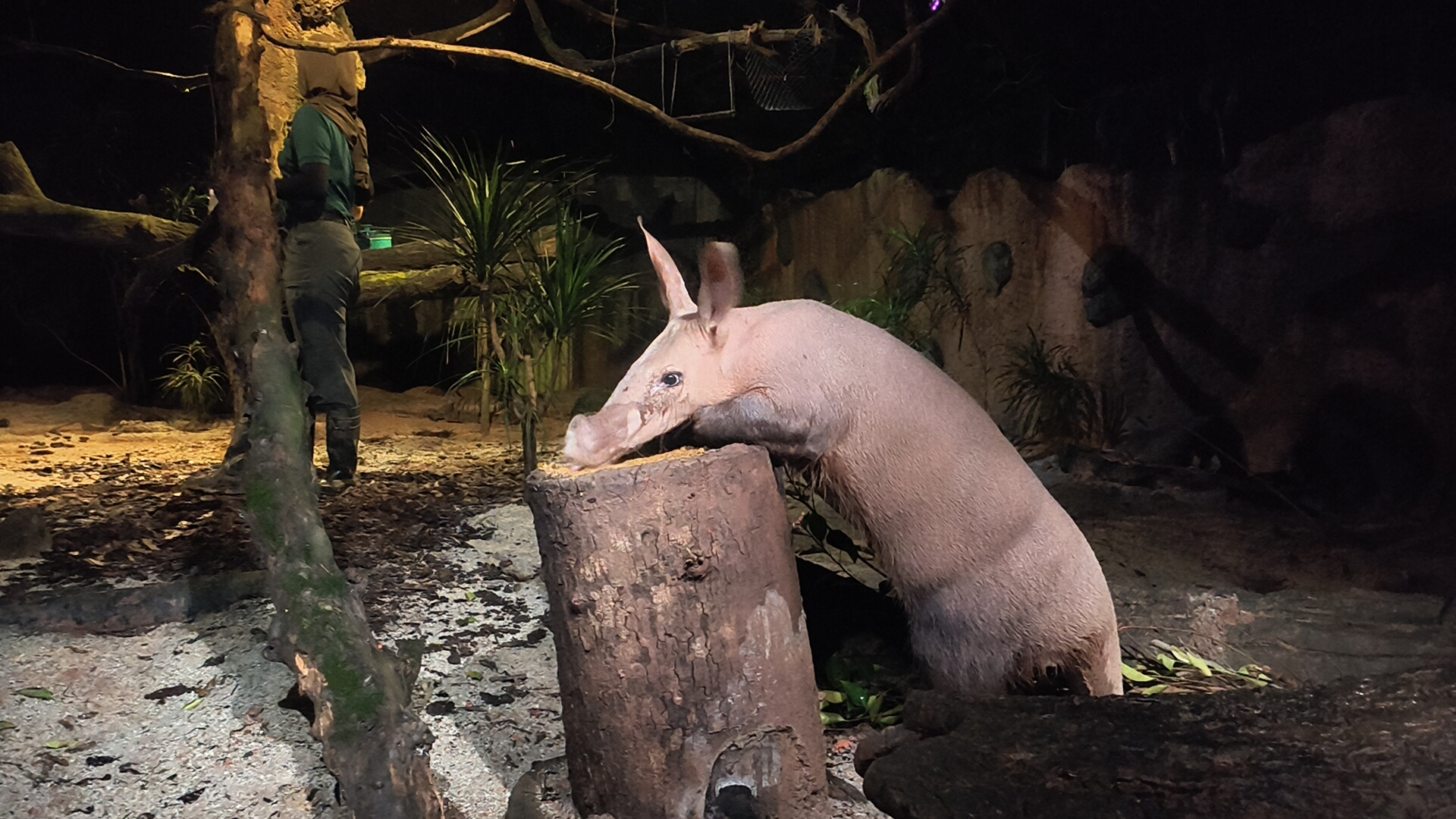 Aardvark