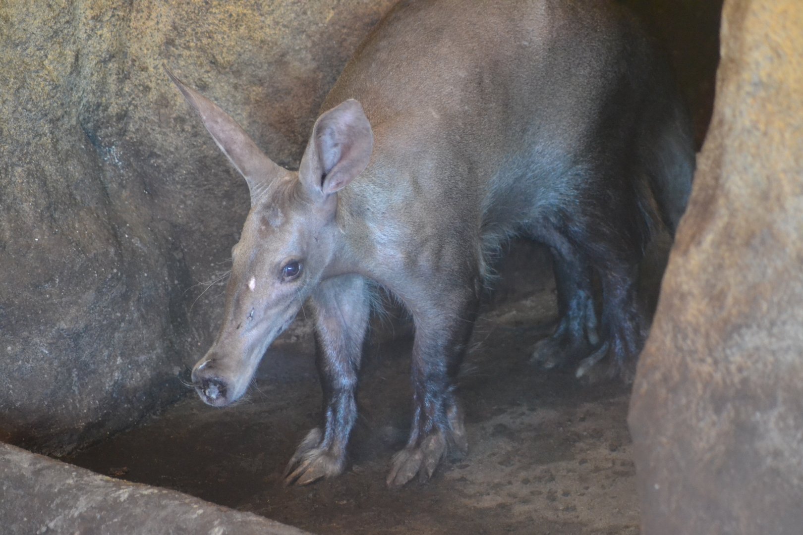 Aardvark