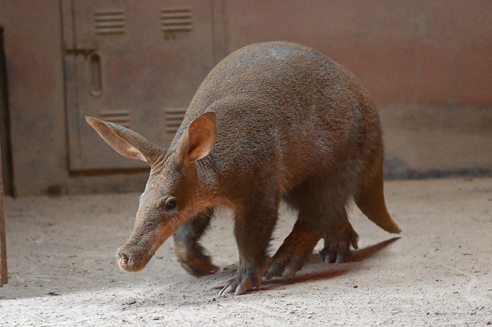 Aardvark