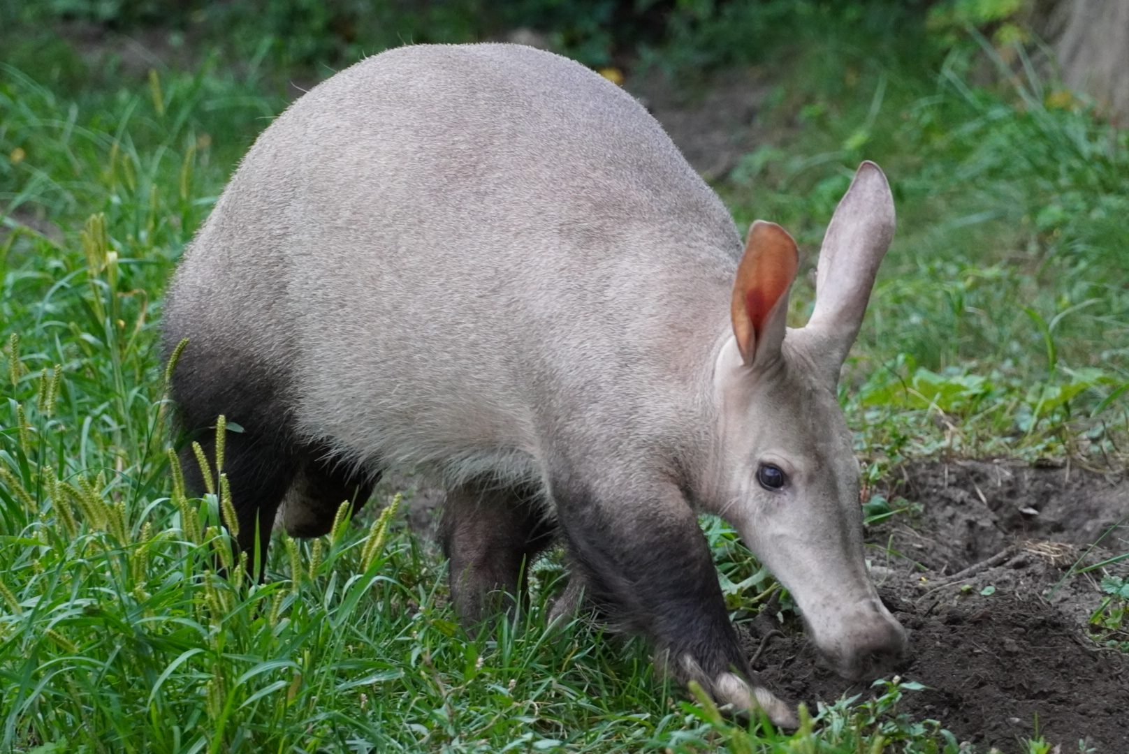 Aardvark