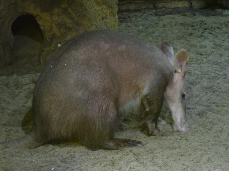 Aardvark
