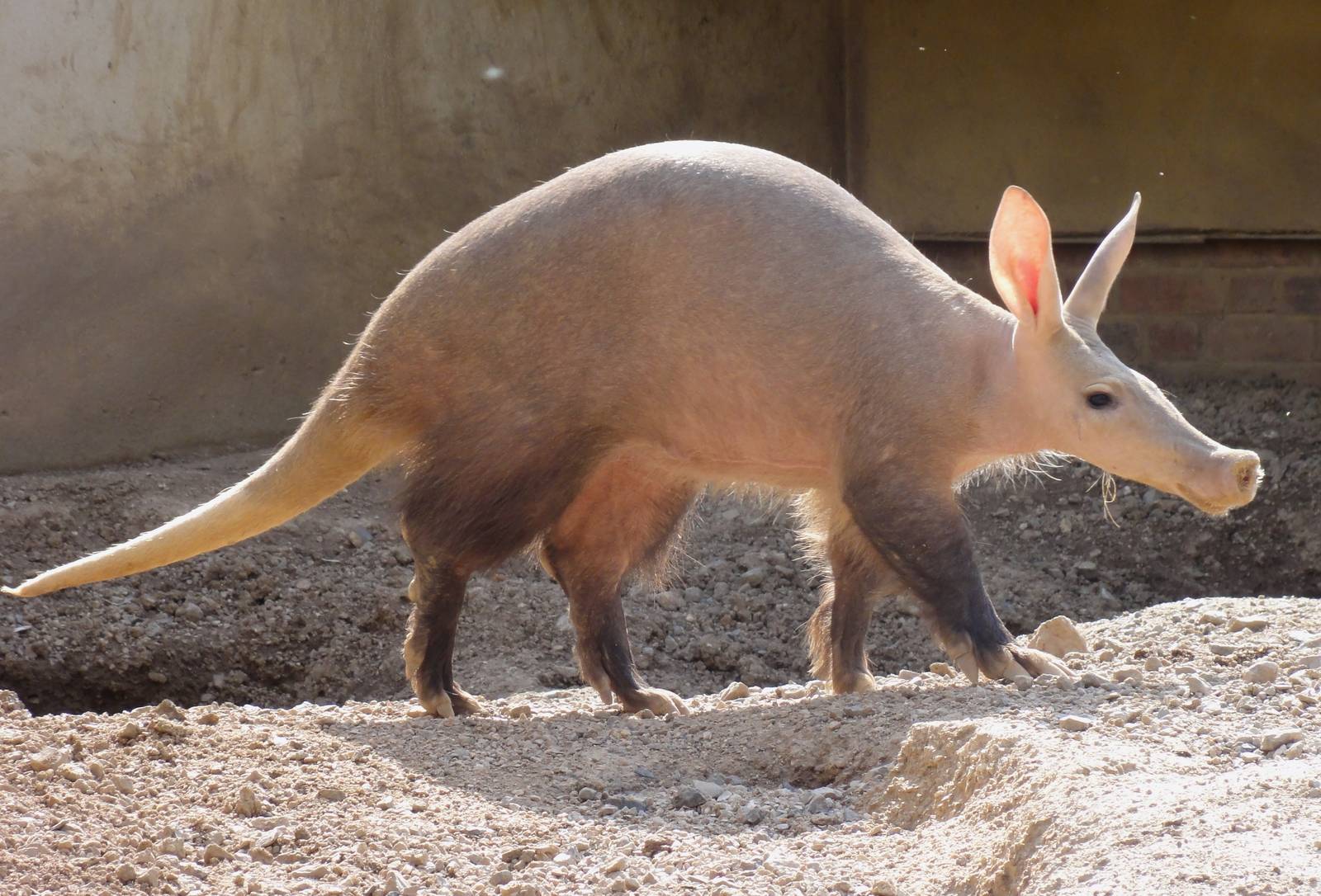 Aardvark