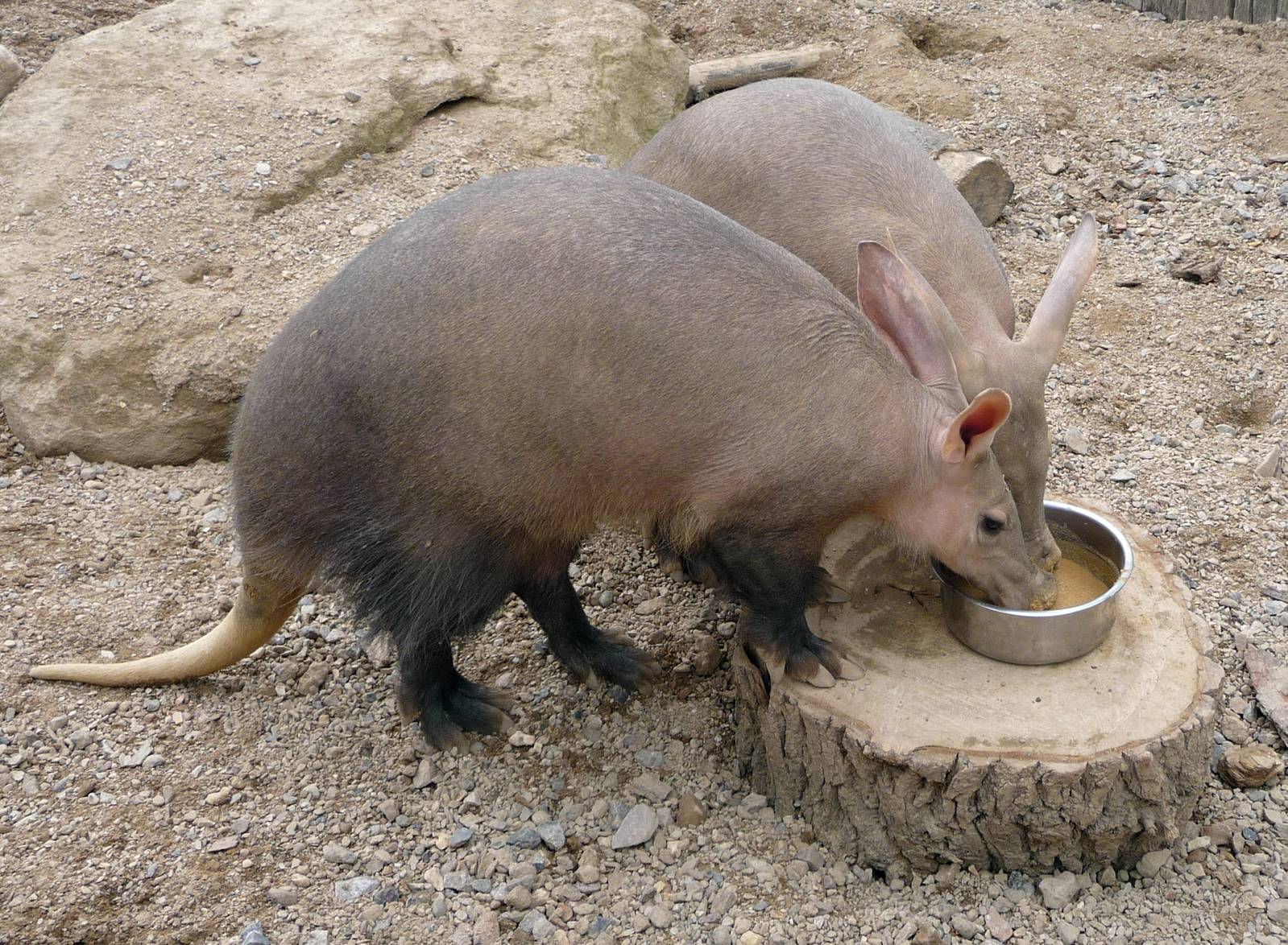 Aardvark