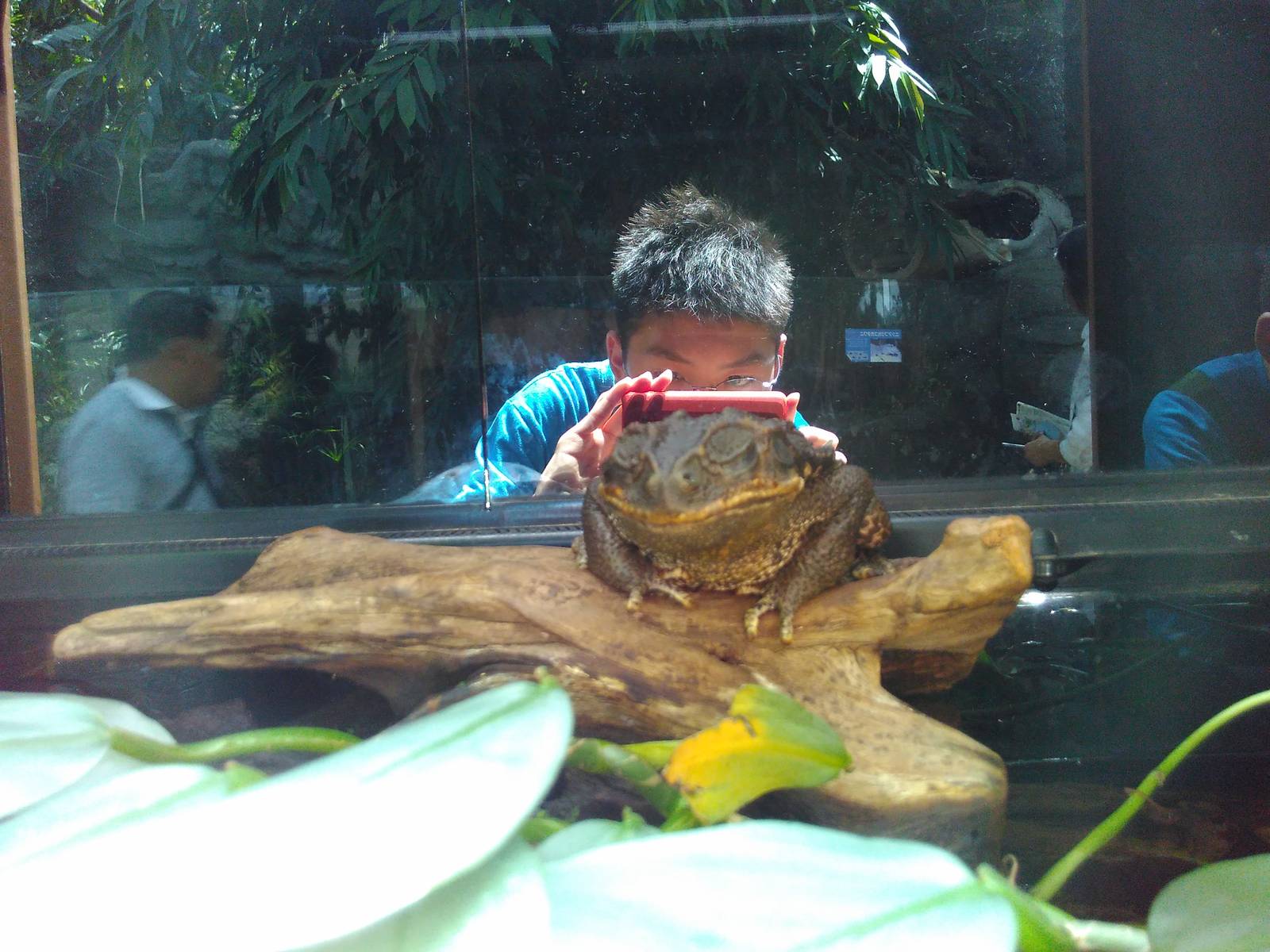 Aardvark250 photoing a rococo toad