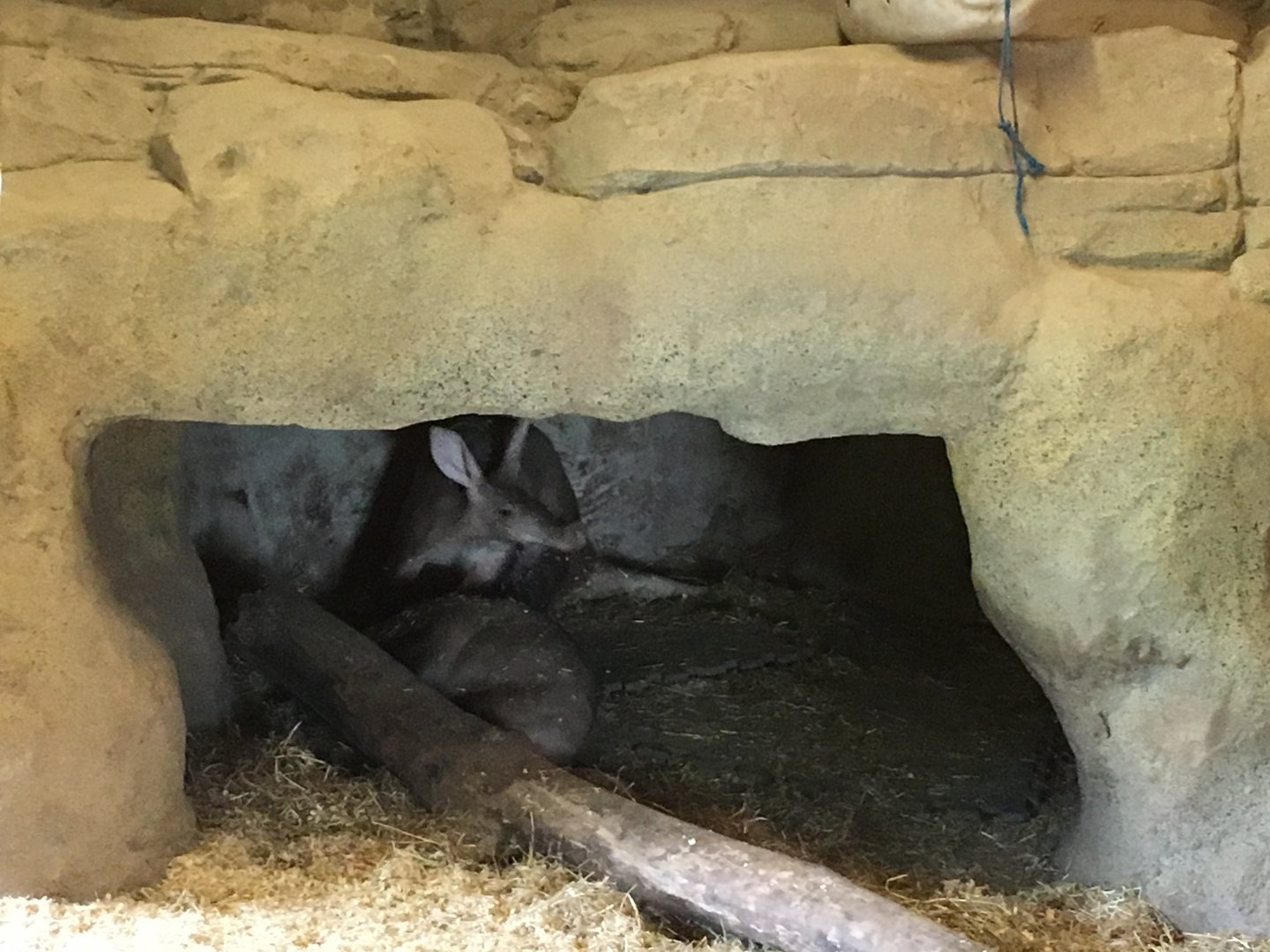 Aardvarks 040817