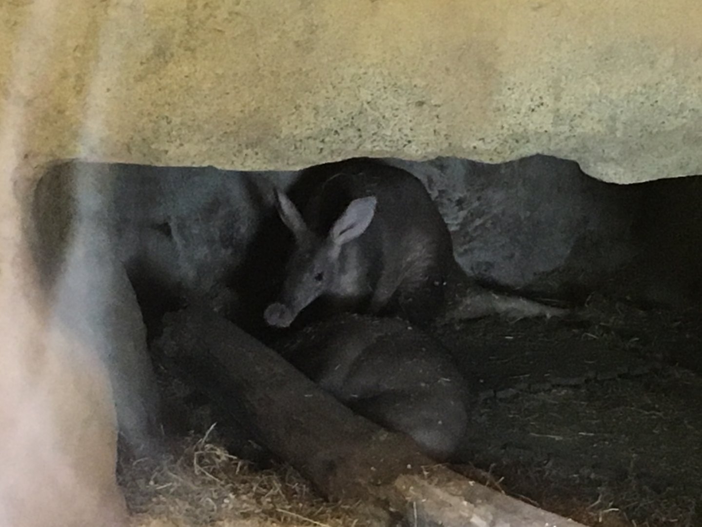 Aardvarks 040817