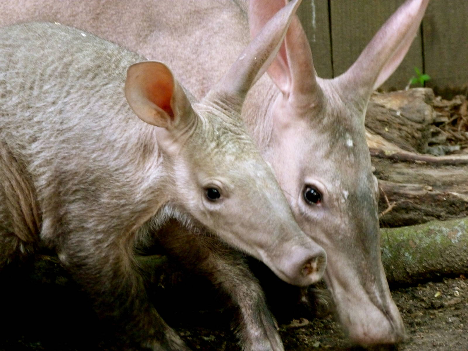 Aardvarks 5-3-12