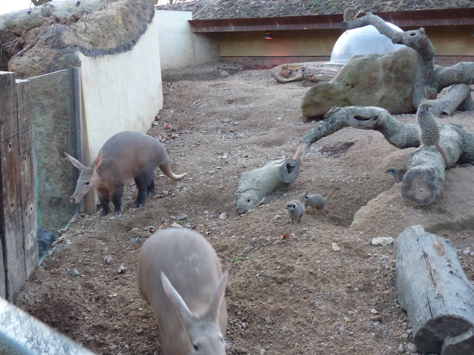 Aardvarks and meerkats