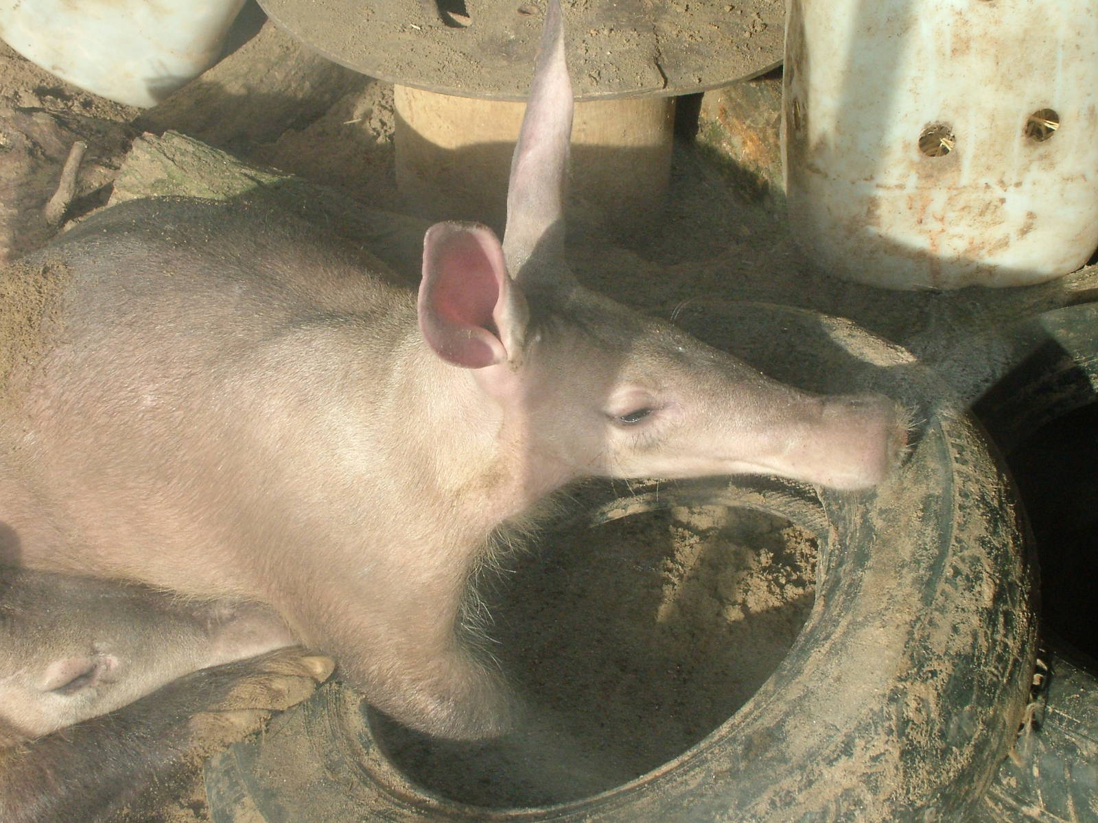 Aardvarks at Blackpool 26/03/10