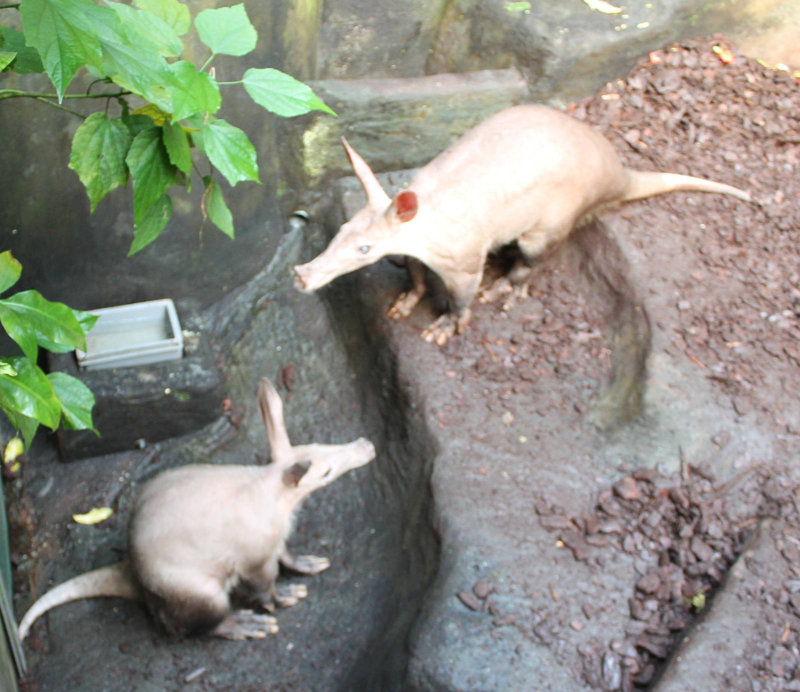 Aardvarks in a second enclosure