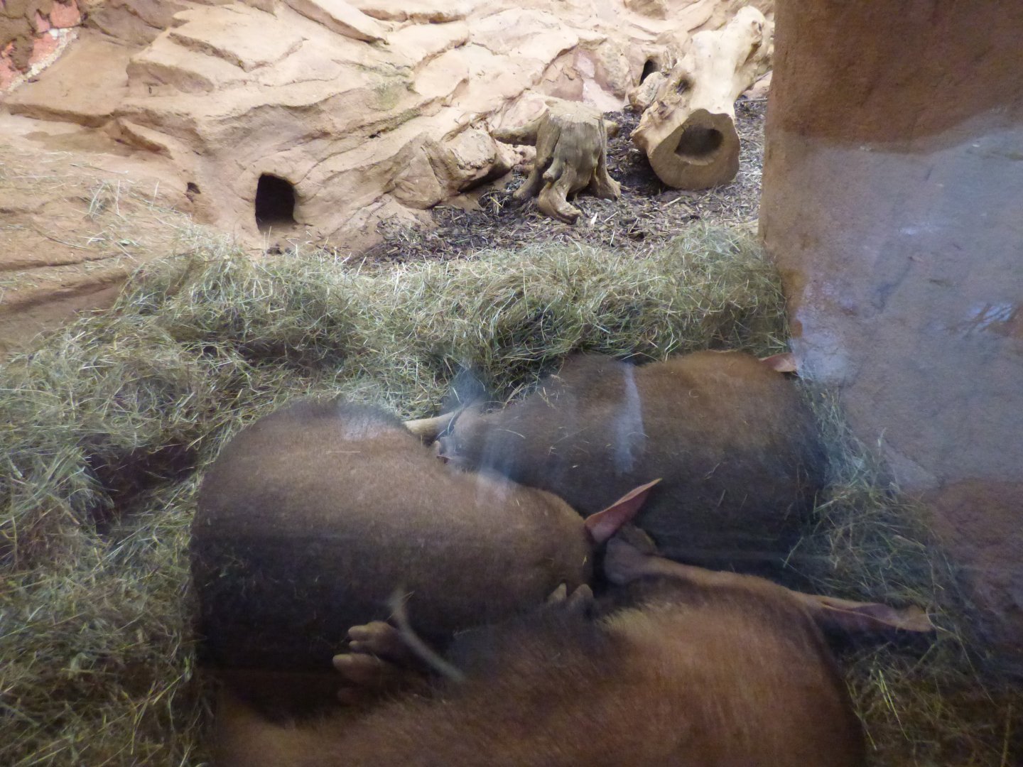 Aardvark's in meerkat indoors