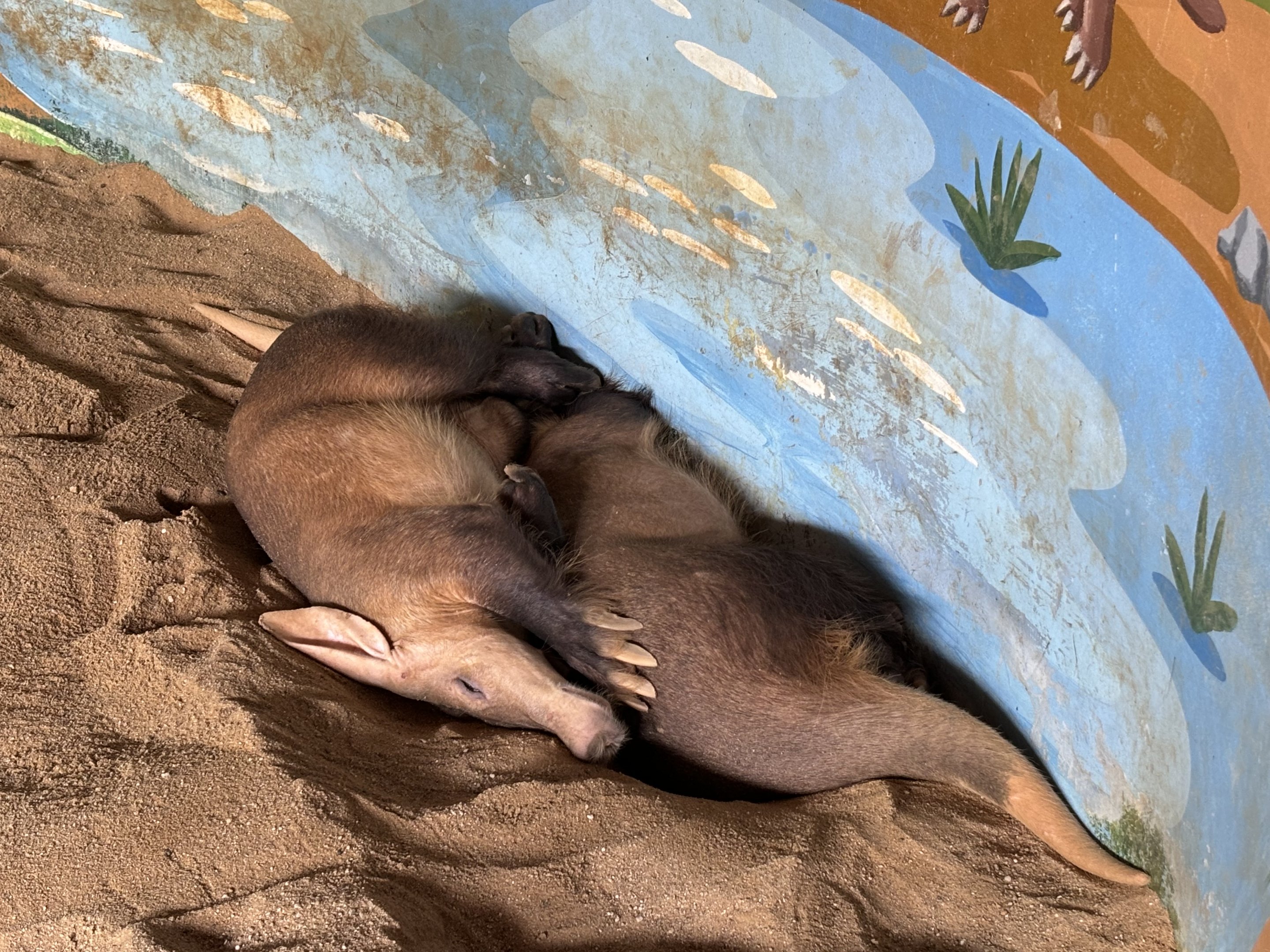 Aardvarks - Lion Park