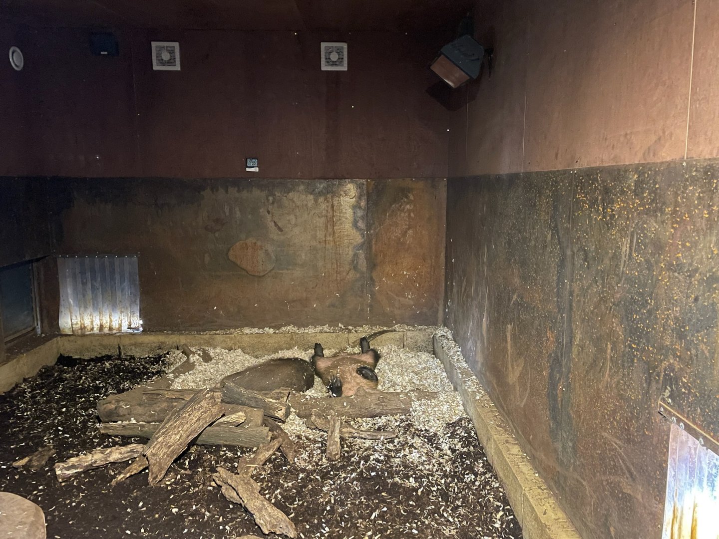 Aardvarks, (Orycteropus afer)