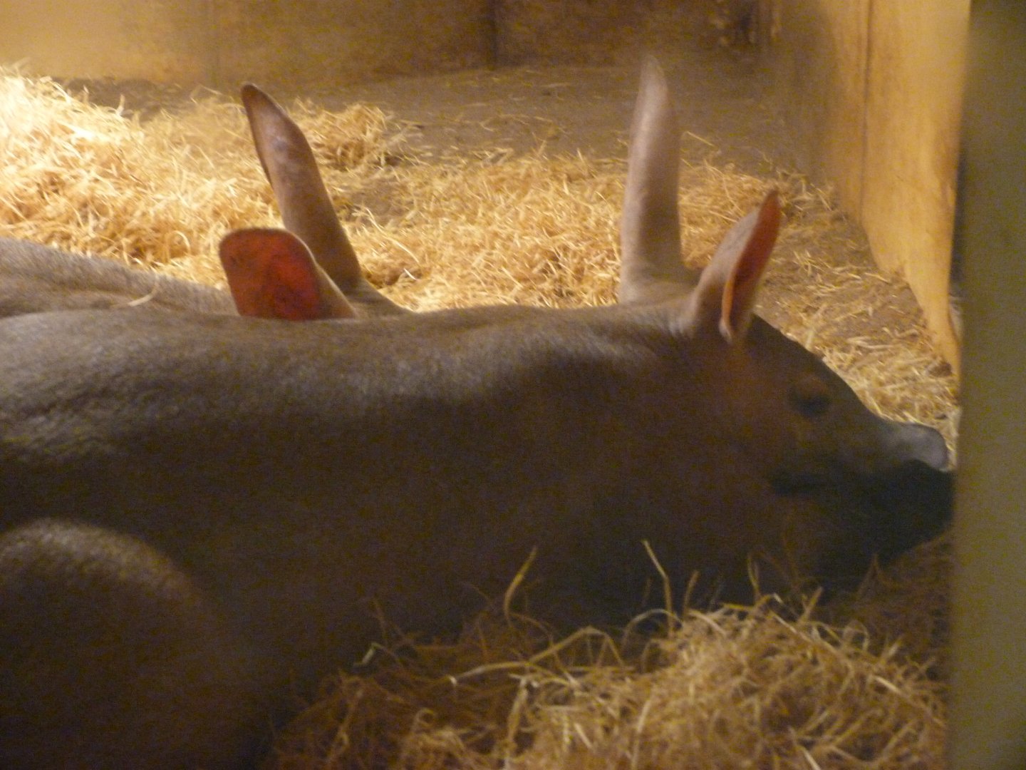 Aardvarks -Zoo Plzeň (2025)