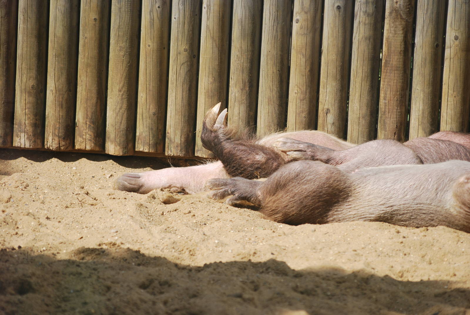 Aardvarks