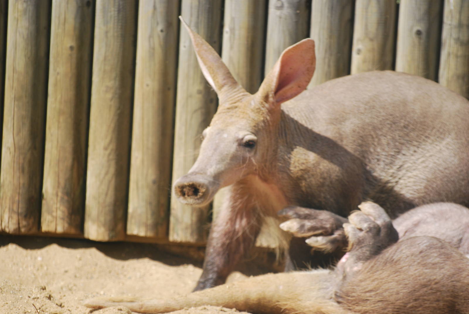 Aardvarks