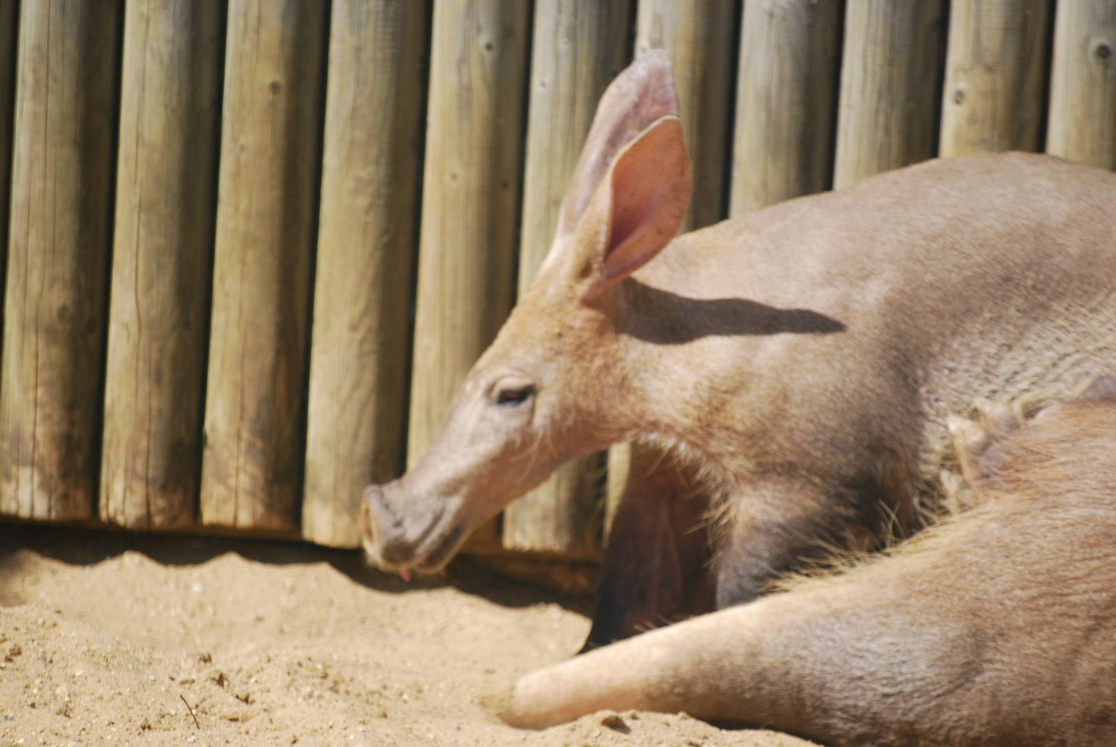 Aardvarks