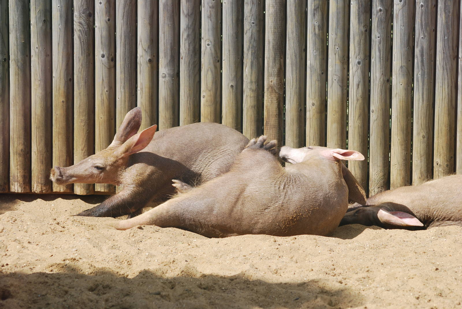 Aardvarks