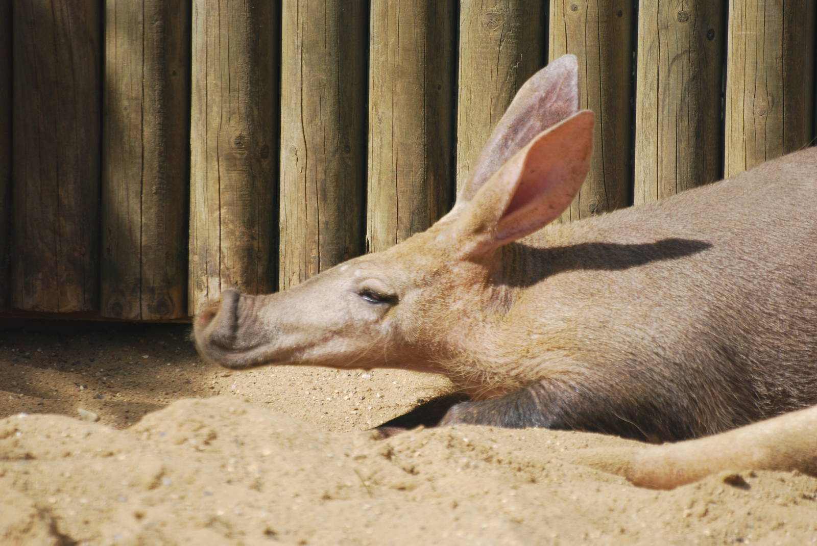 Aardvarks