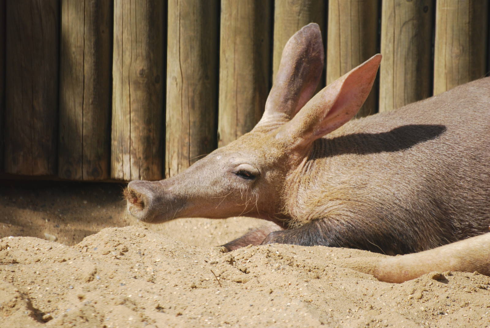 Aardvarks