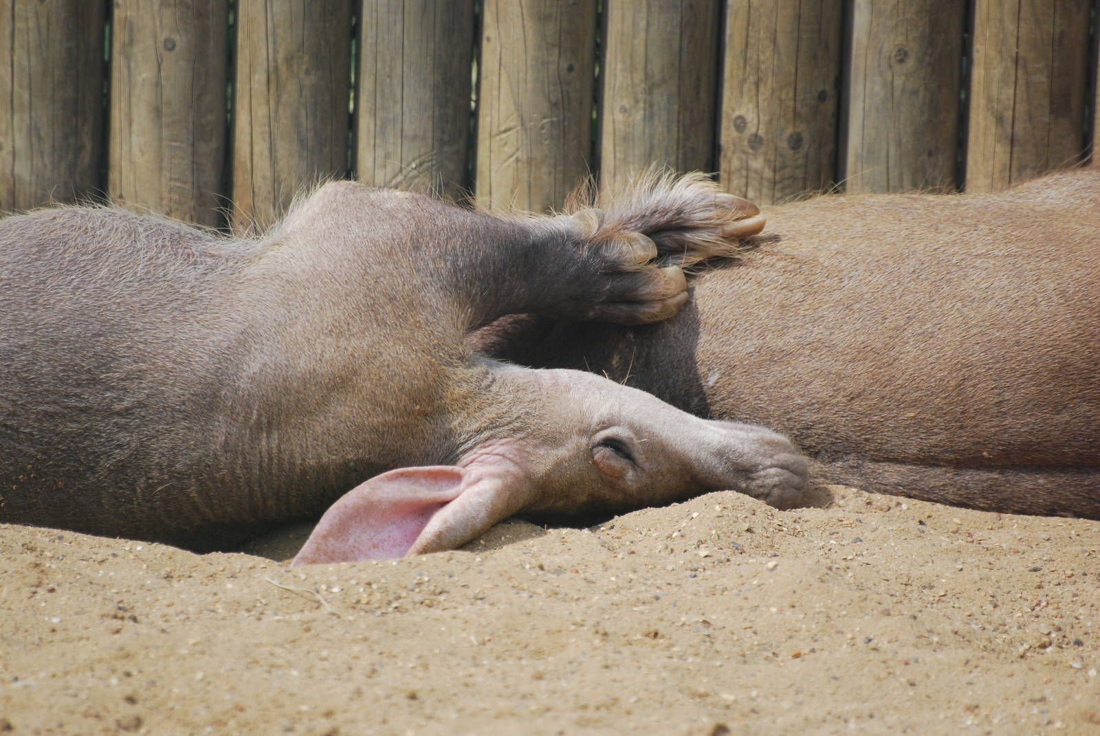 Aardvarks