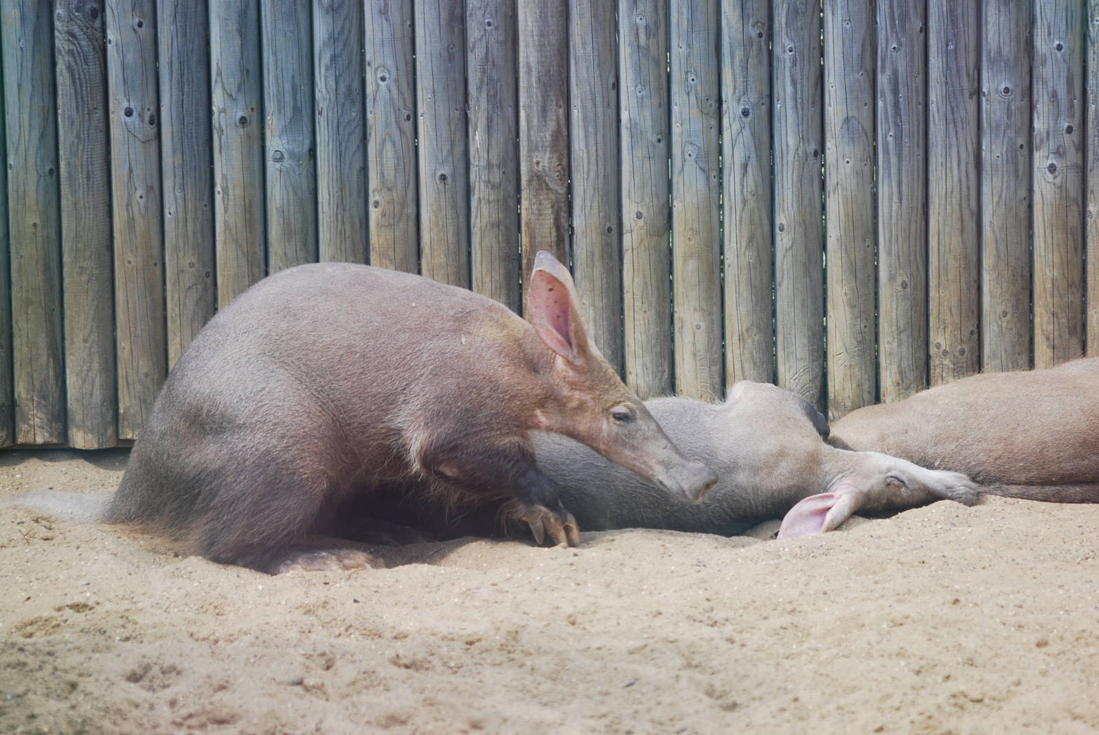 Aardvarks