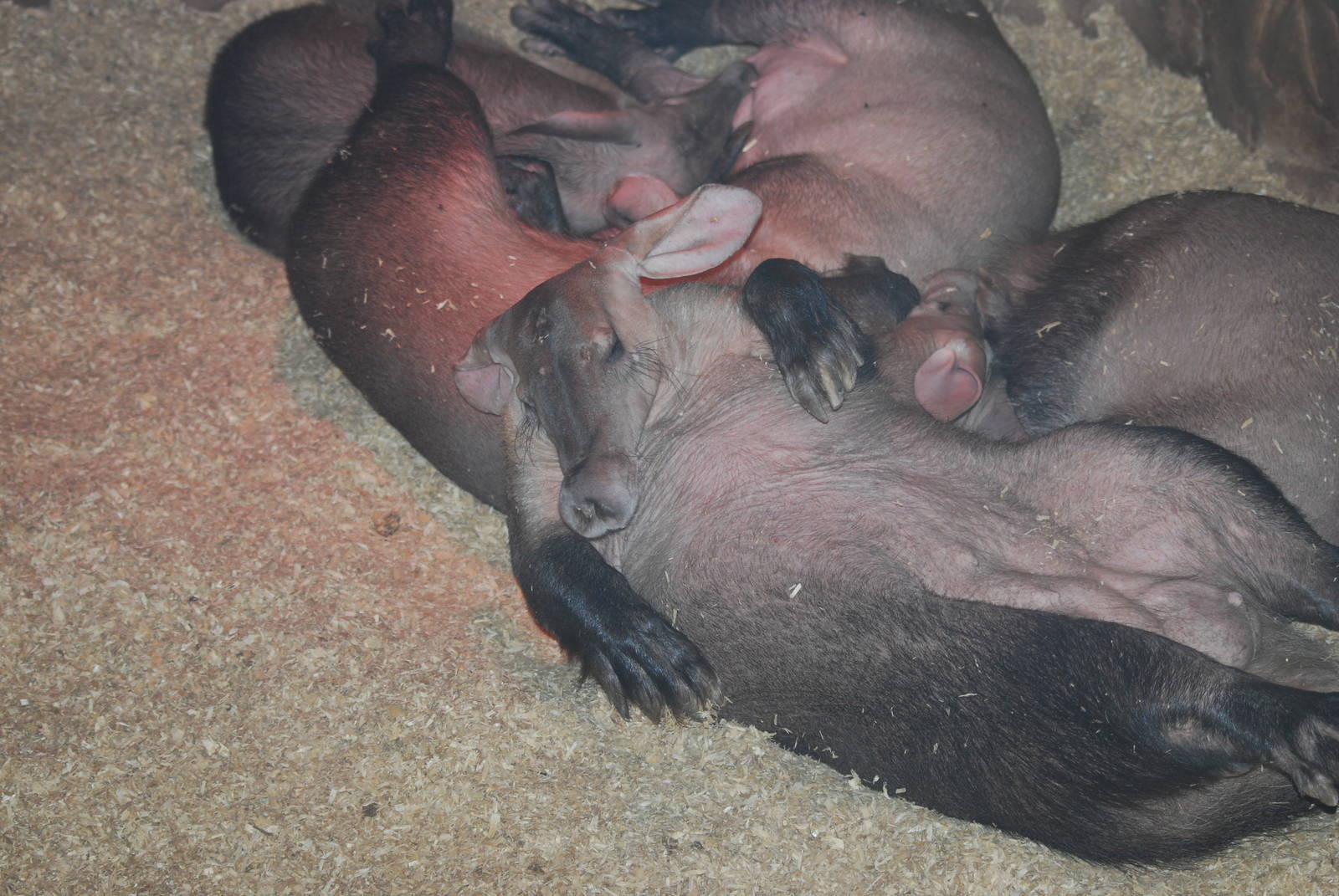 Aardvarks