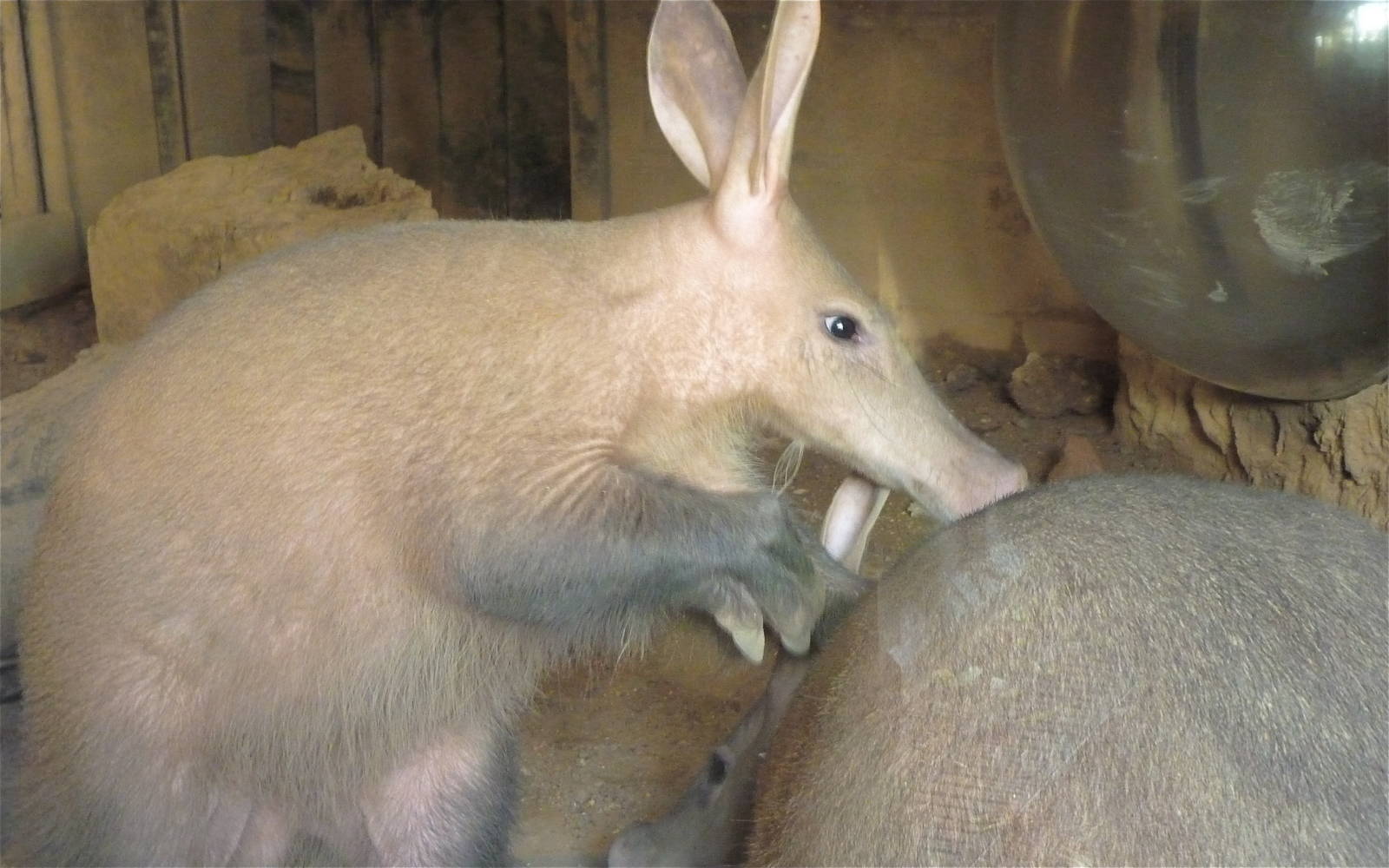 Aardvarks