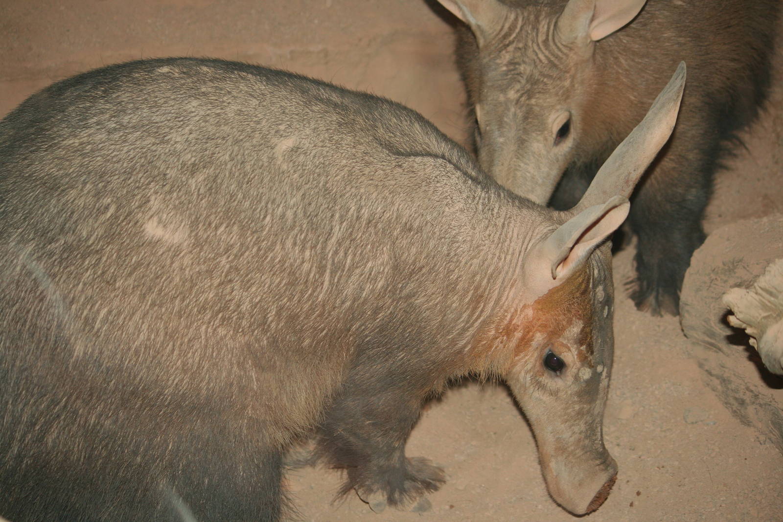 Aardvarks