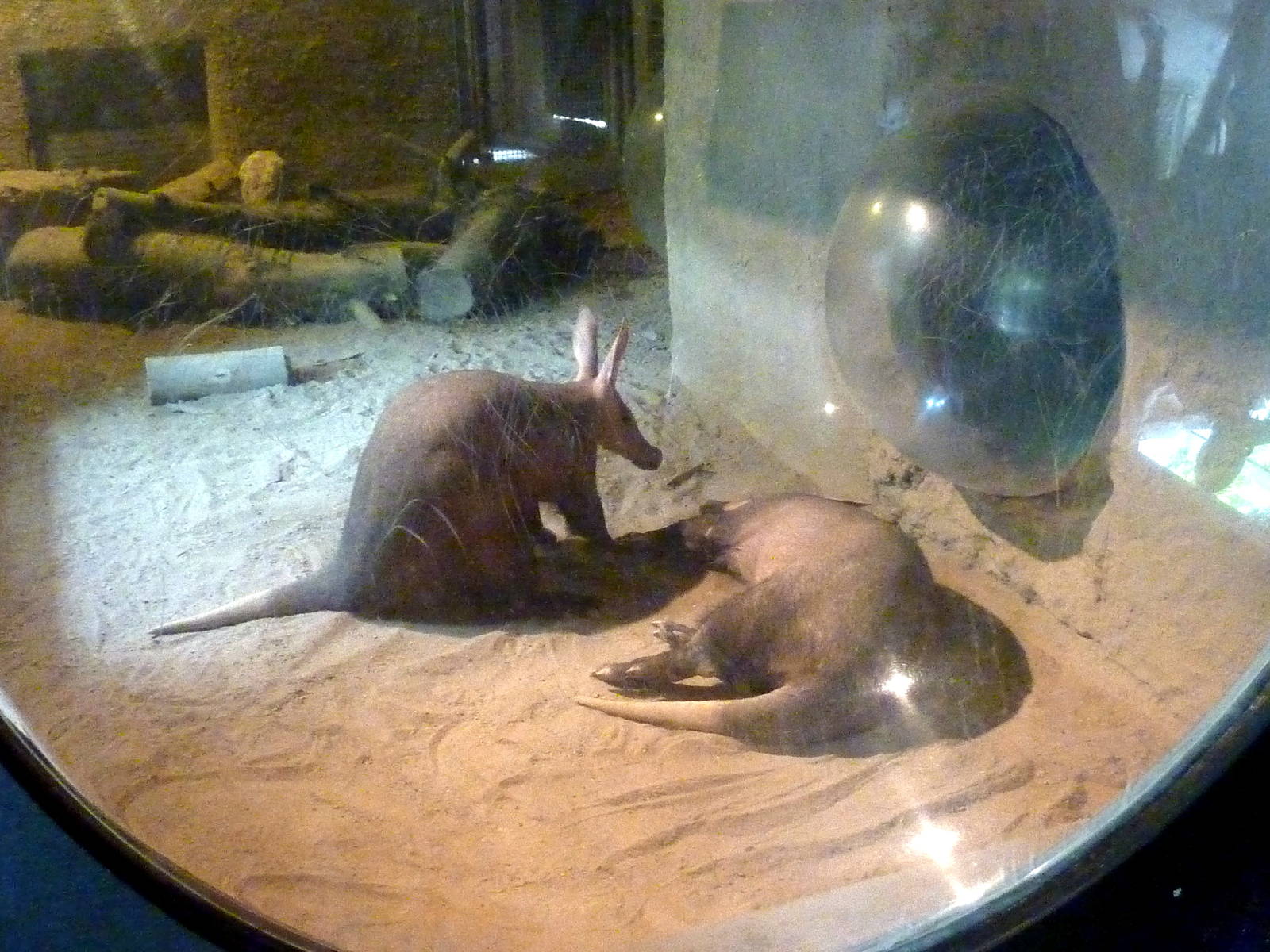 Aardvarks