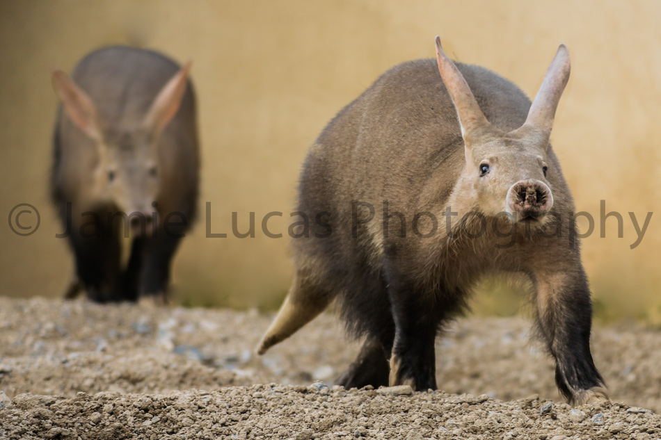 Aardvarks