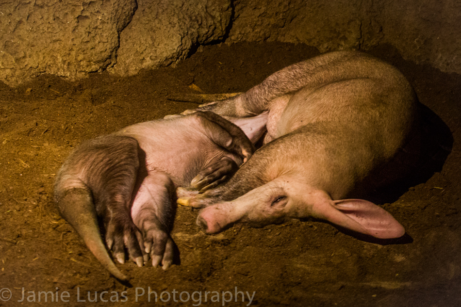 Aardvarks