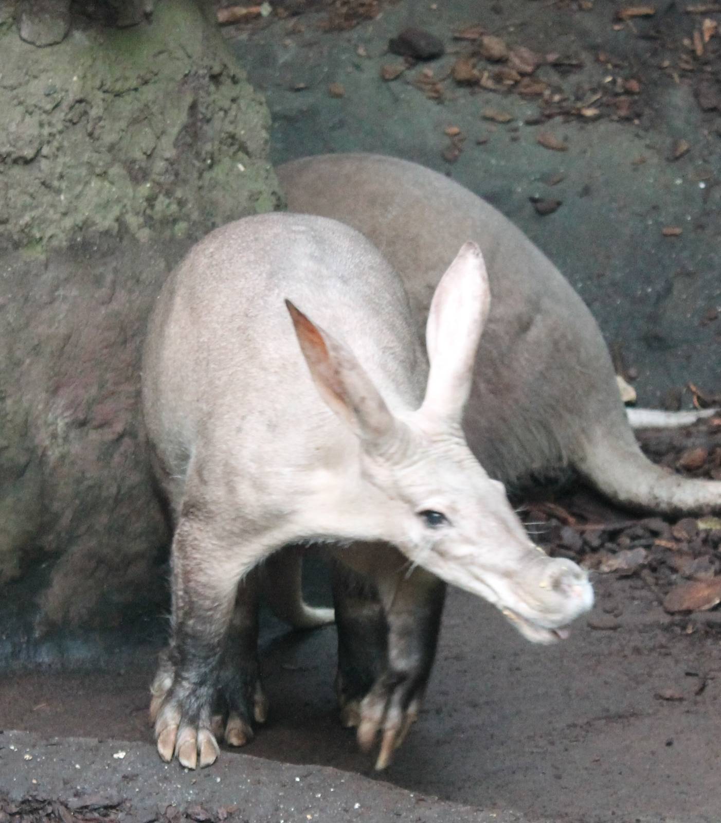 Aardvarks