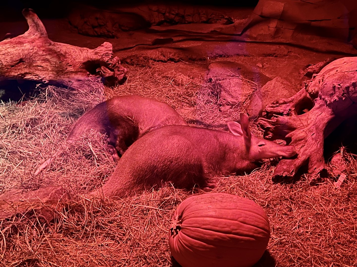 Aardvarks