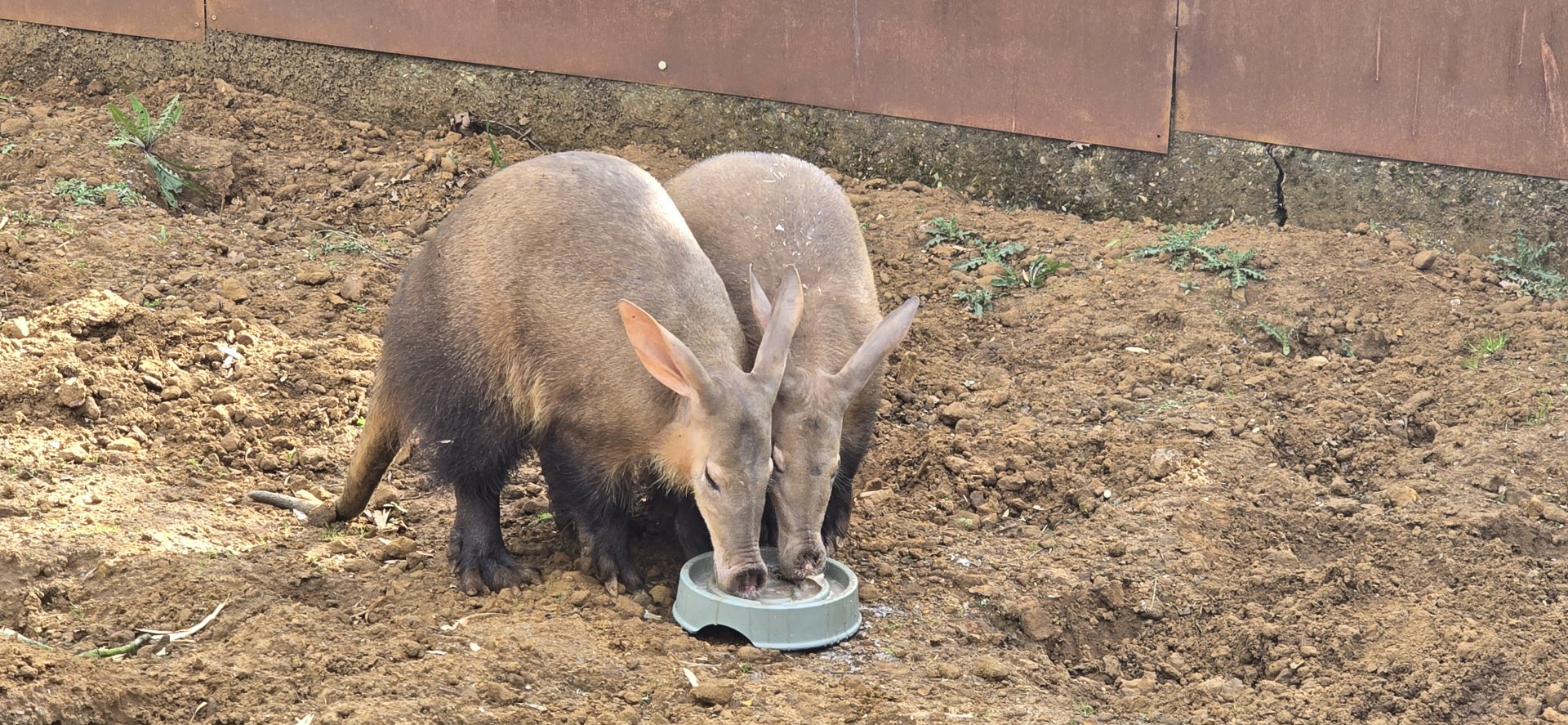 Aardvarks