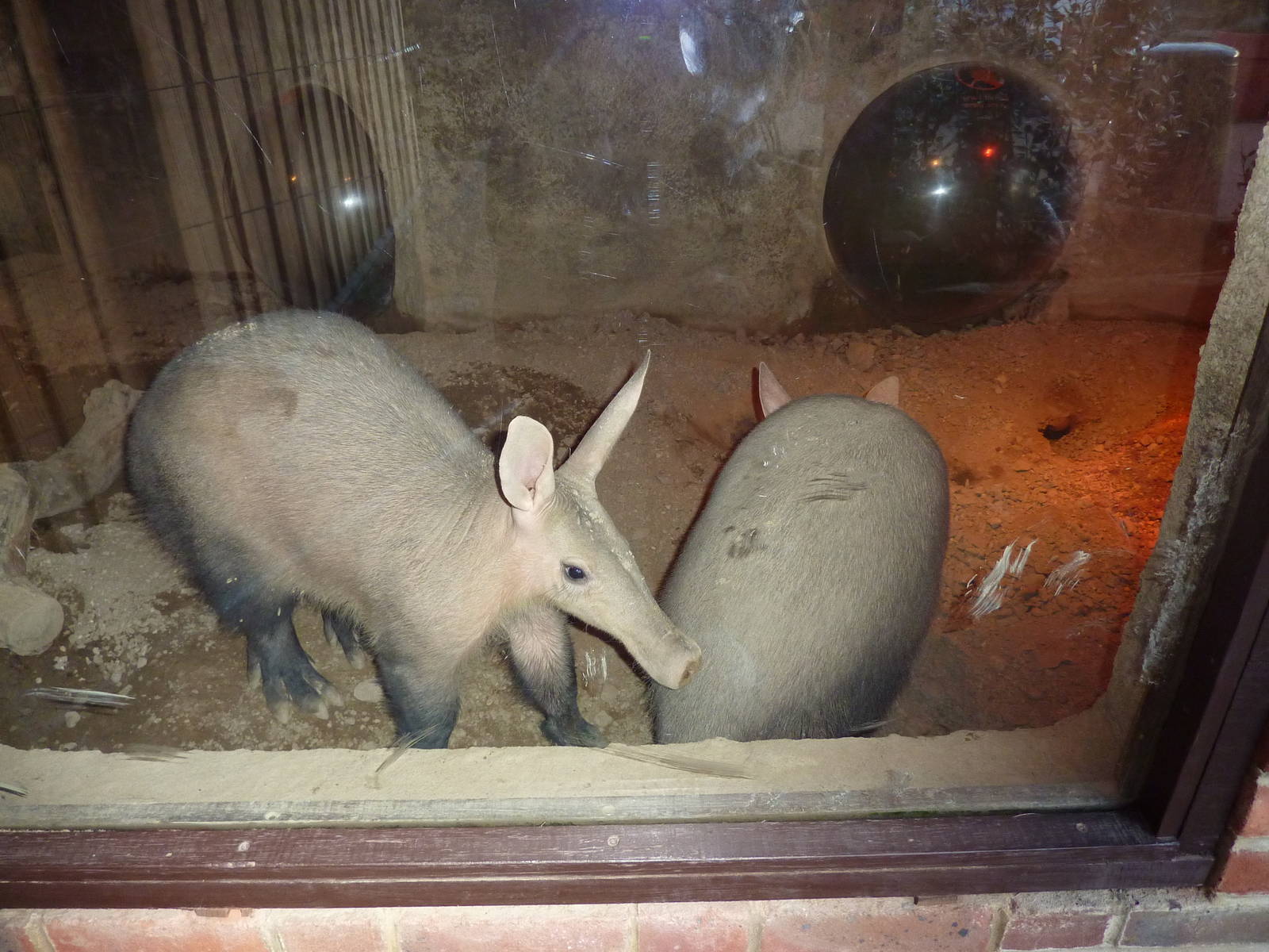 Aardvarks