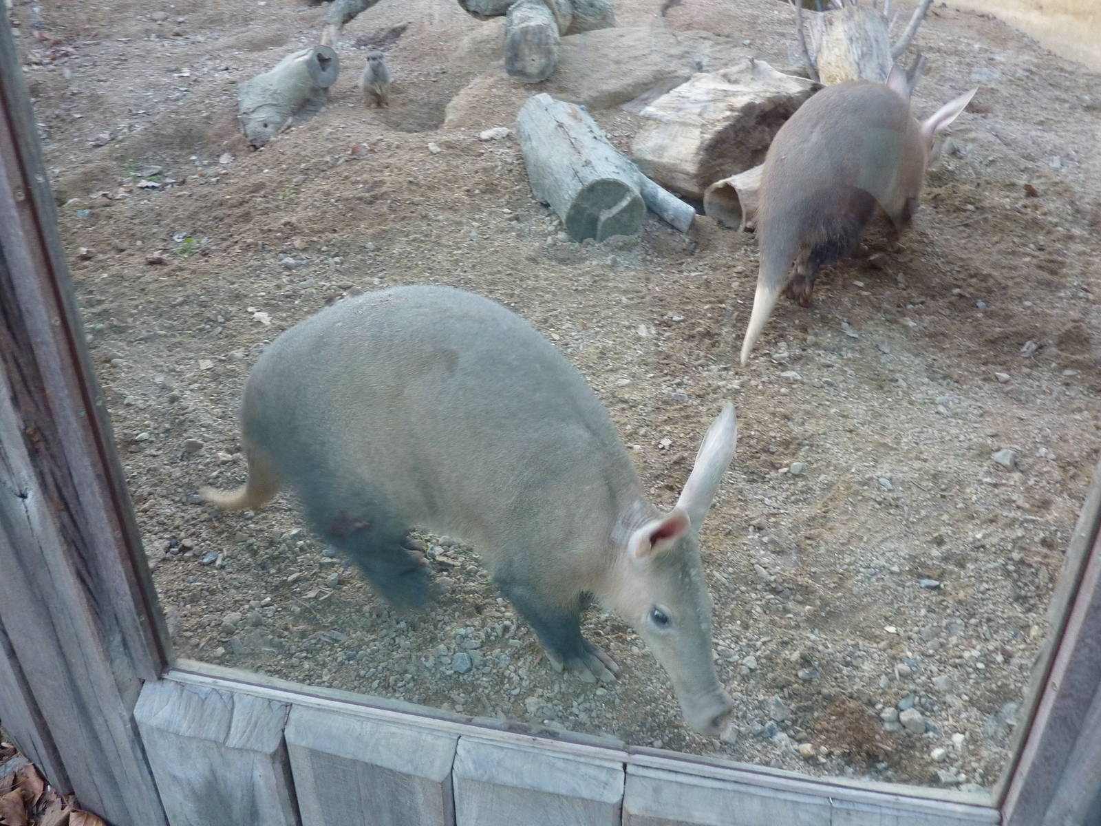 Aardvarks
