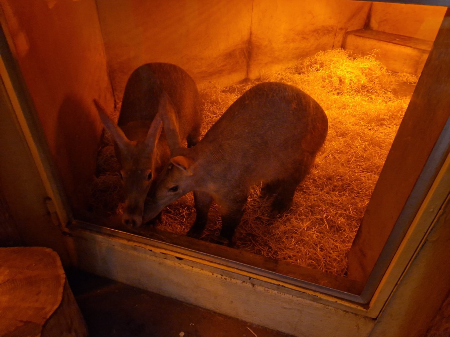 Aardvarks