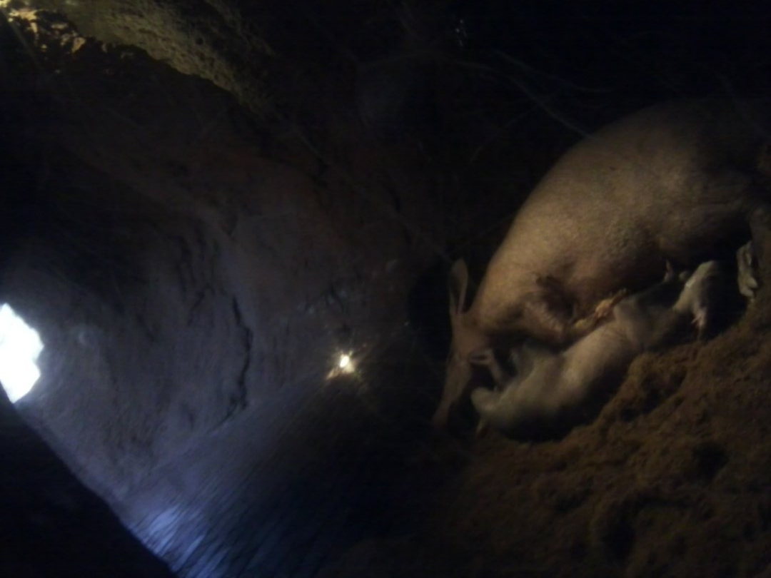 Aardwark mother and young in a den