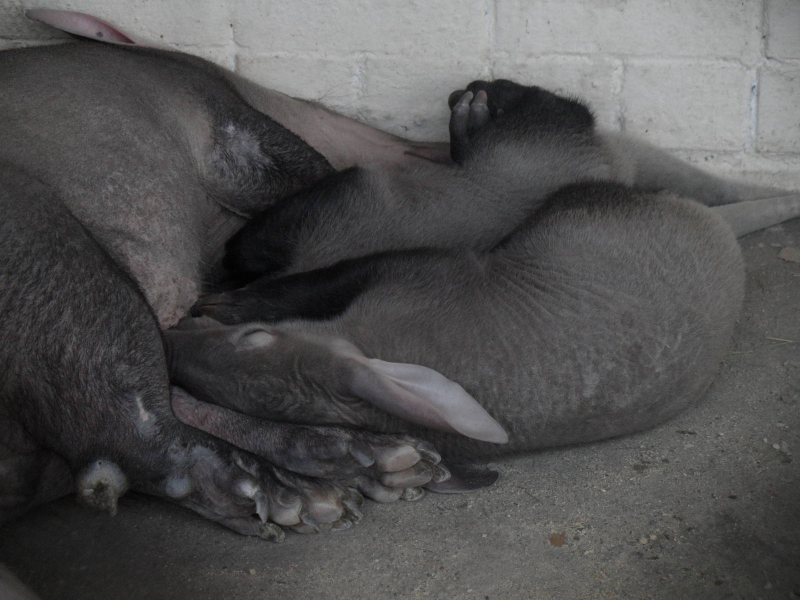 Aardwark twins & mother